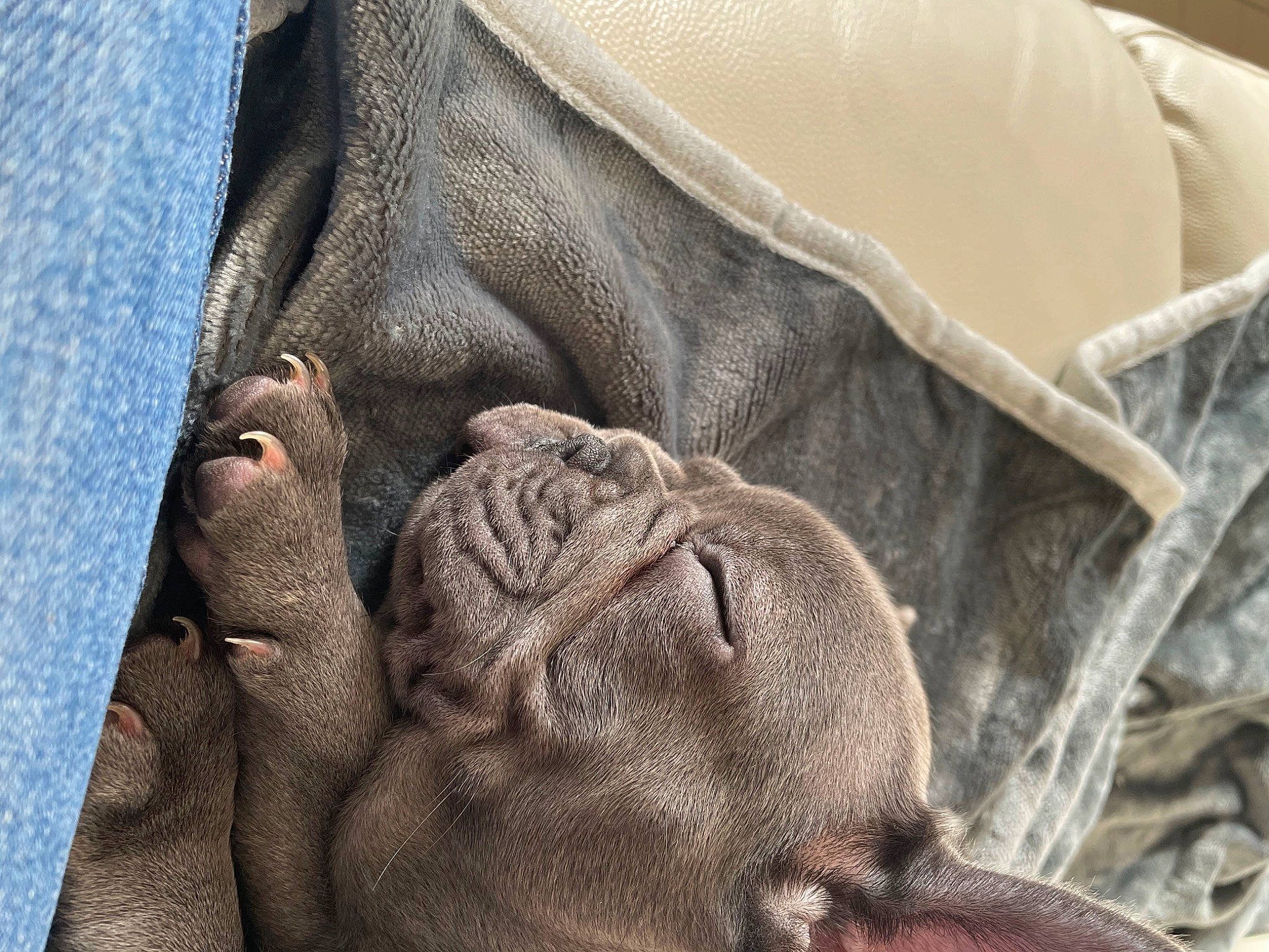 Taoara participe au concours pour gagner de l'argent avec cette photo : close_up, comfort, denim, elephant, elephants_and_mammoths, fur, grey, human_leg, indian_elephant, linens, pattern, primate, sleeve, snout, terrestrial_animal, wildlife, wood, wool, working_animal, wrinkle