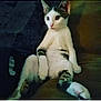 Chubbs joined the competition — help win amazing prizes! cat, cat_like_mammal, kitten, small_to_medium_sized_cats, tail, whiskers