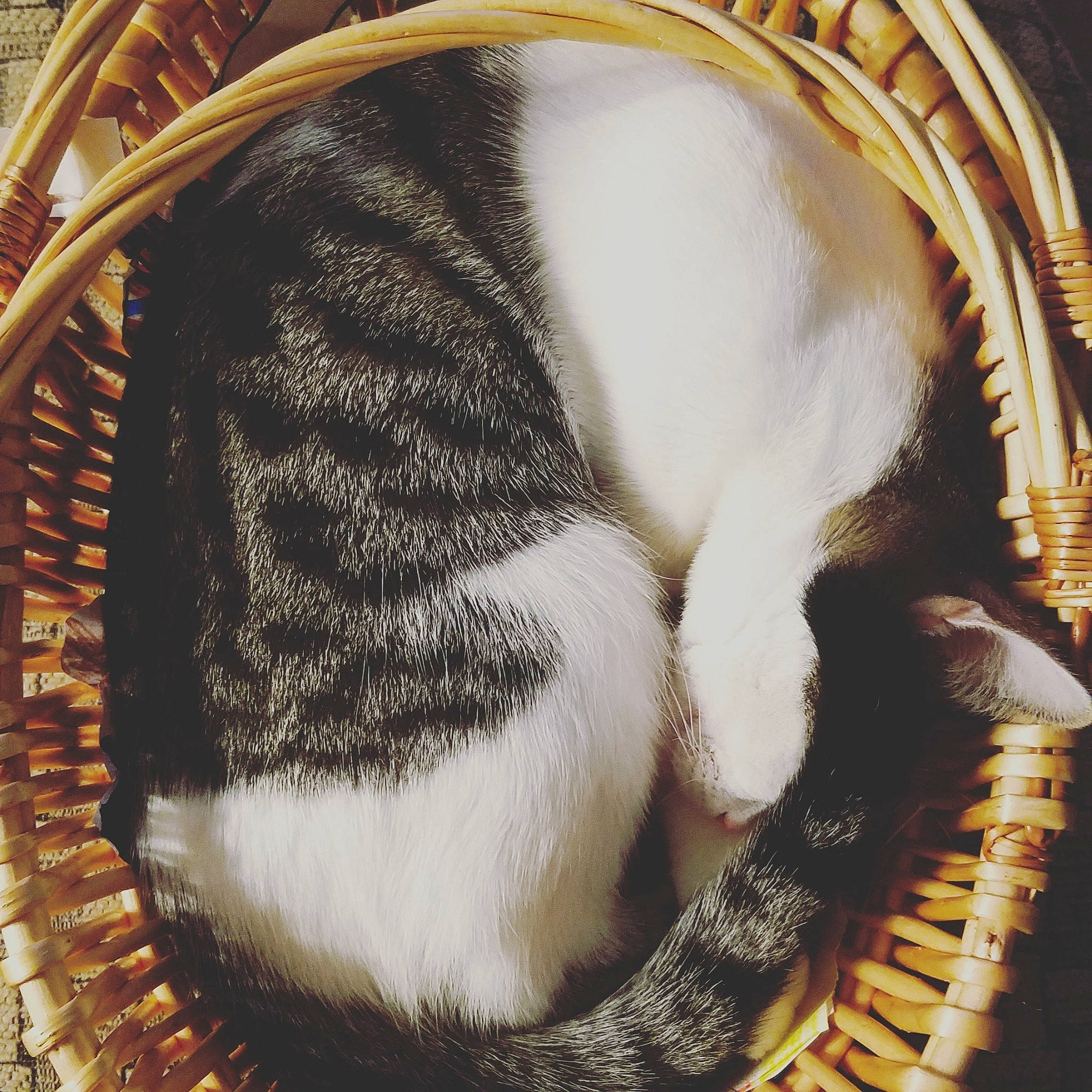 Chubbs is registered to the contest to win money with this photo: fur, tail