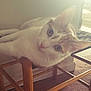 Milo joined the competition — help win amazing prizes! asian, burmilla, carnivore, cat, chair, domestic_short_haired_cat, ear, eye, felidae, fur, furniture, khao_manee, kitten, nose, small_to_medium_sized_cats, square, tail, turkish_angora, turkish_van, whiskers