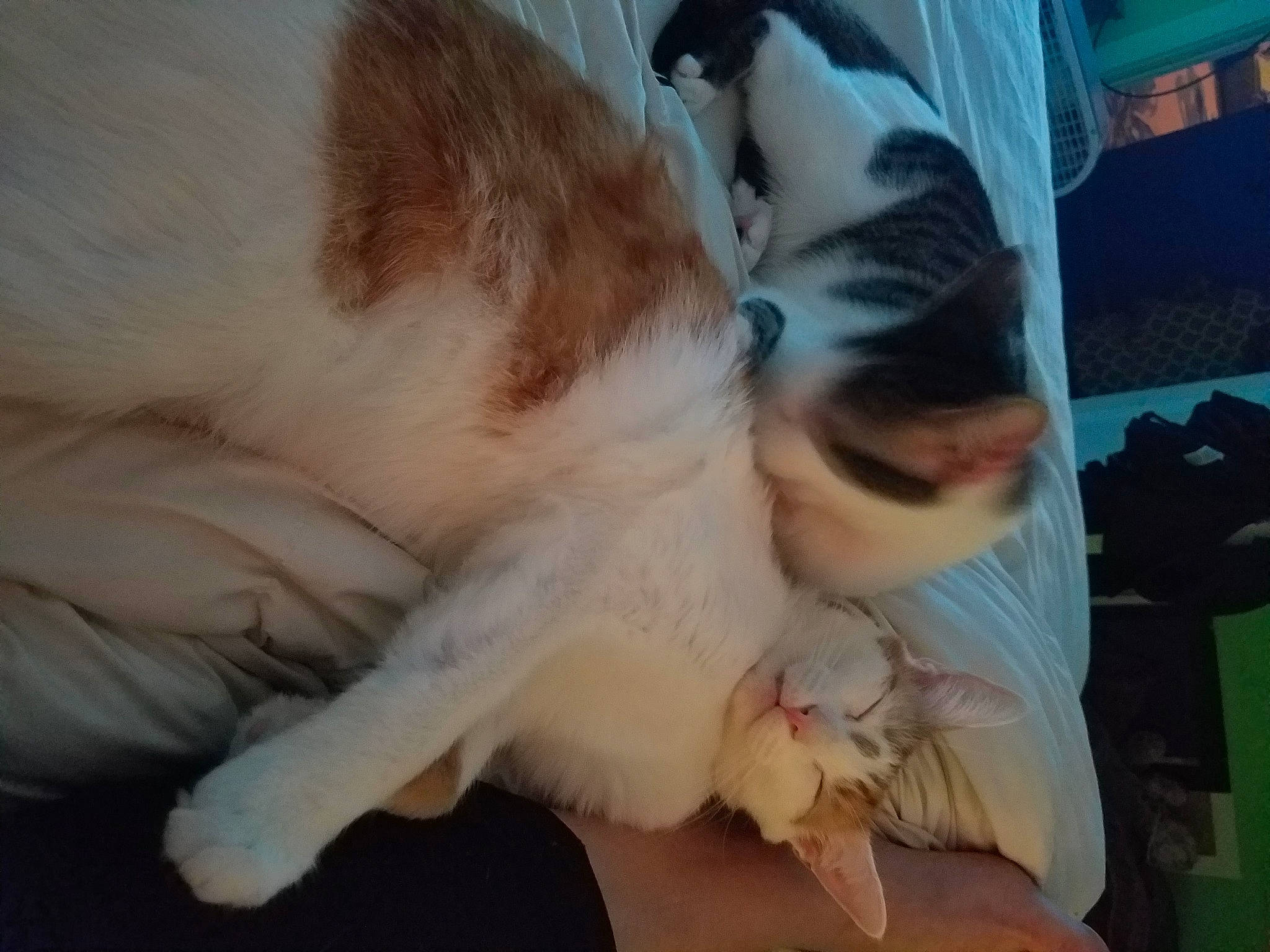 Milo joined the competition — help win amazing prizes! canidae, carnivore, companion_dog, dog, dog_breed, ear, fawn, fur, nap, nose, phalene, puppy, puppy_love, sleep, sporting_group