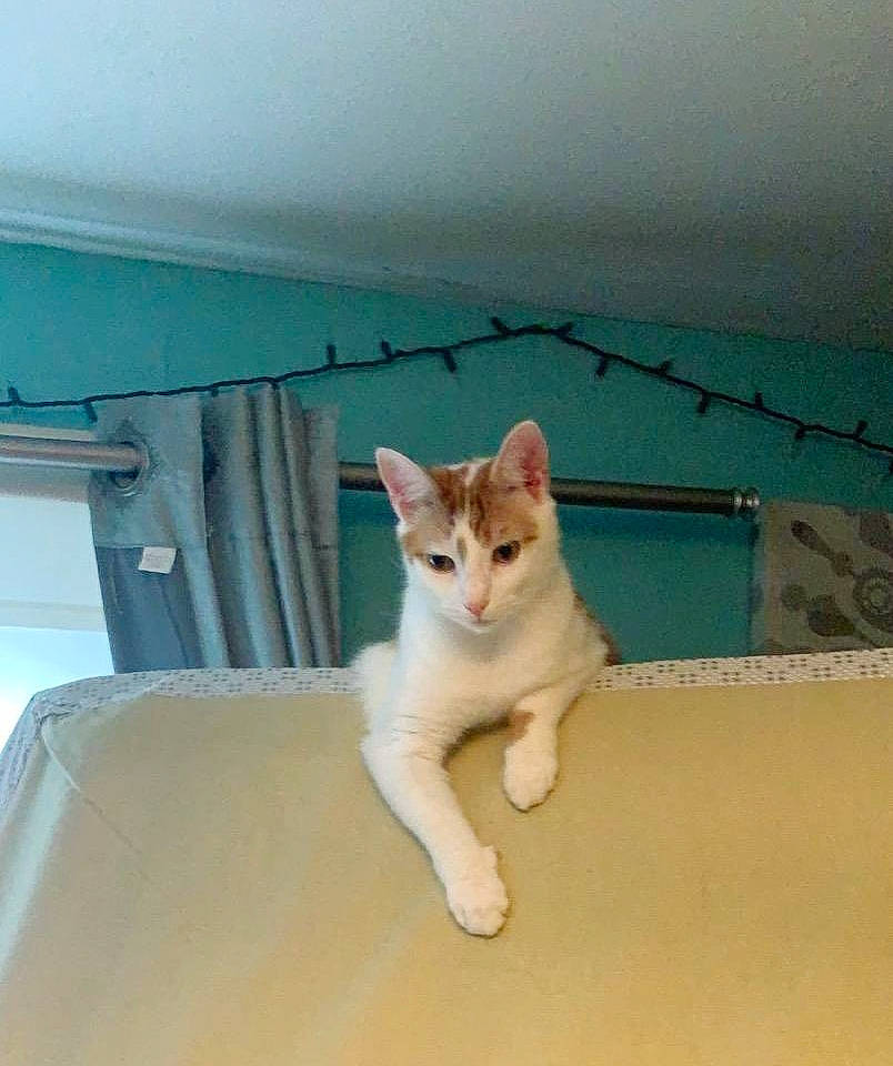 Milo is registered to the contest to win money with this photo: aegean_cat, arabian_mau, carnivore, cat, domestic_short_haired_cat, european_shorthair, fawn, felidae, kitten, mammal, ojos_azules, polydactyl_cat, singapura, small_to_medium_sized_cats, tail, turkish_van, whiskers