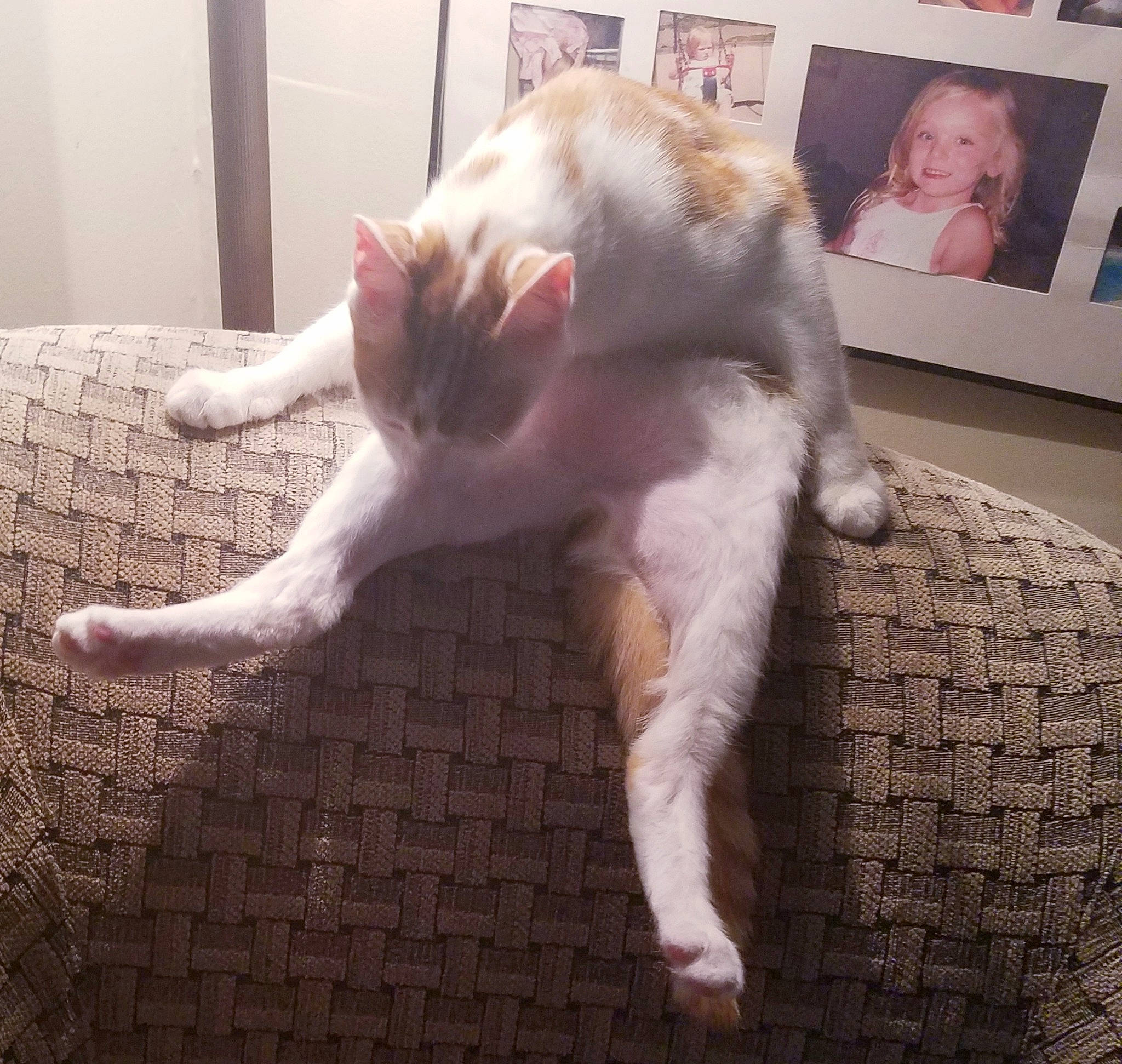 Milo is registered to the contest to win money with this photo: aegean_cat, asian, carnivore, cat, domestic_short_haired_cat, ear, european_shorthair, eye, felidae, fur, kitten, leg, paw, polydactyl_cat, small_to_medium_sized_cats, snapshot, square, tail, turkish_van, whiskers