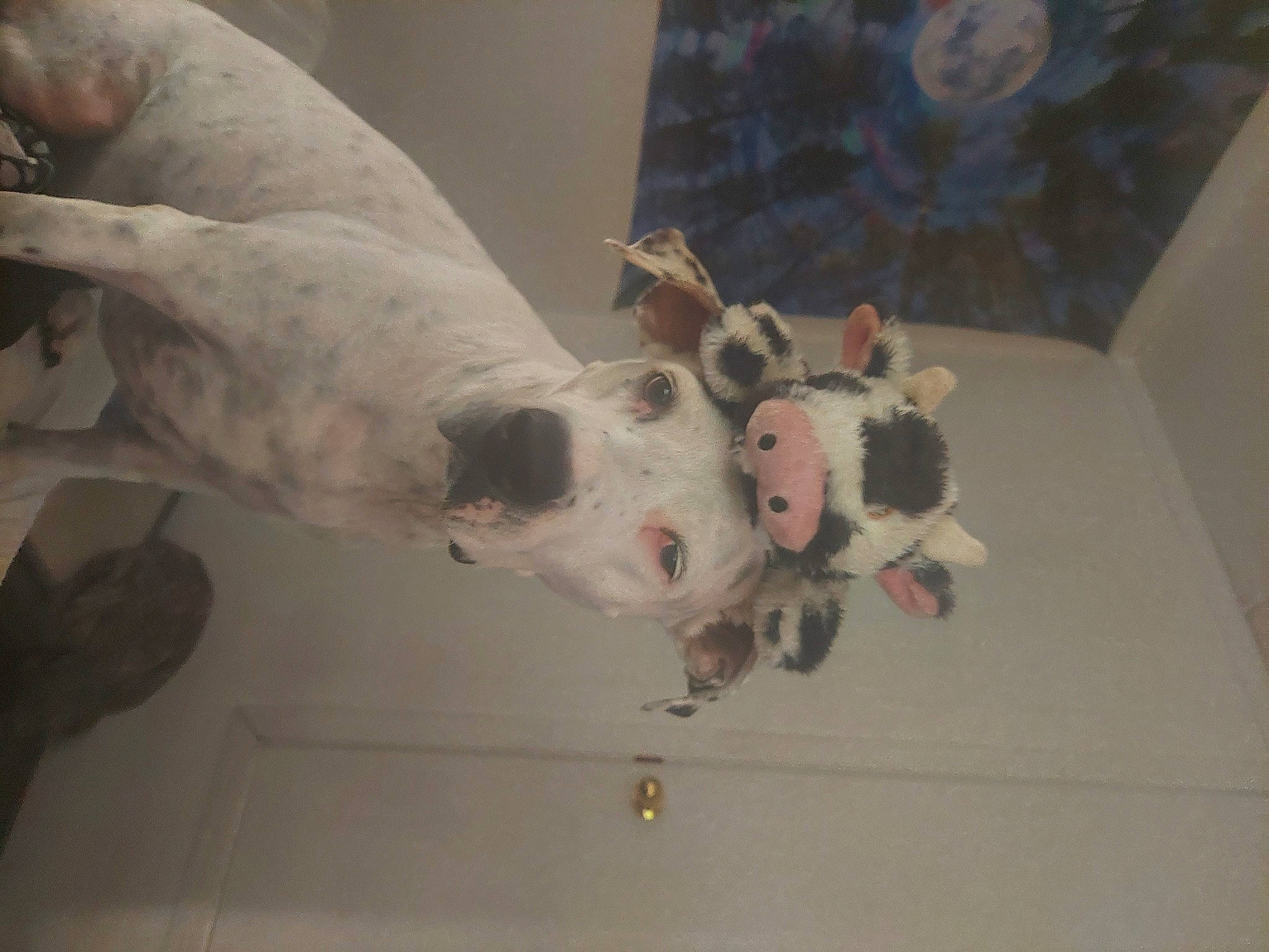 Penny joined the competition — help win amazing prizes! art, canidae, carnivore, collar, companion_dog, dog, dog_breed, fawn, flooring, fur, non_sporting_group, sporting_group, tail, terrestrial_animal, whiskers, wood, working_animal