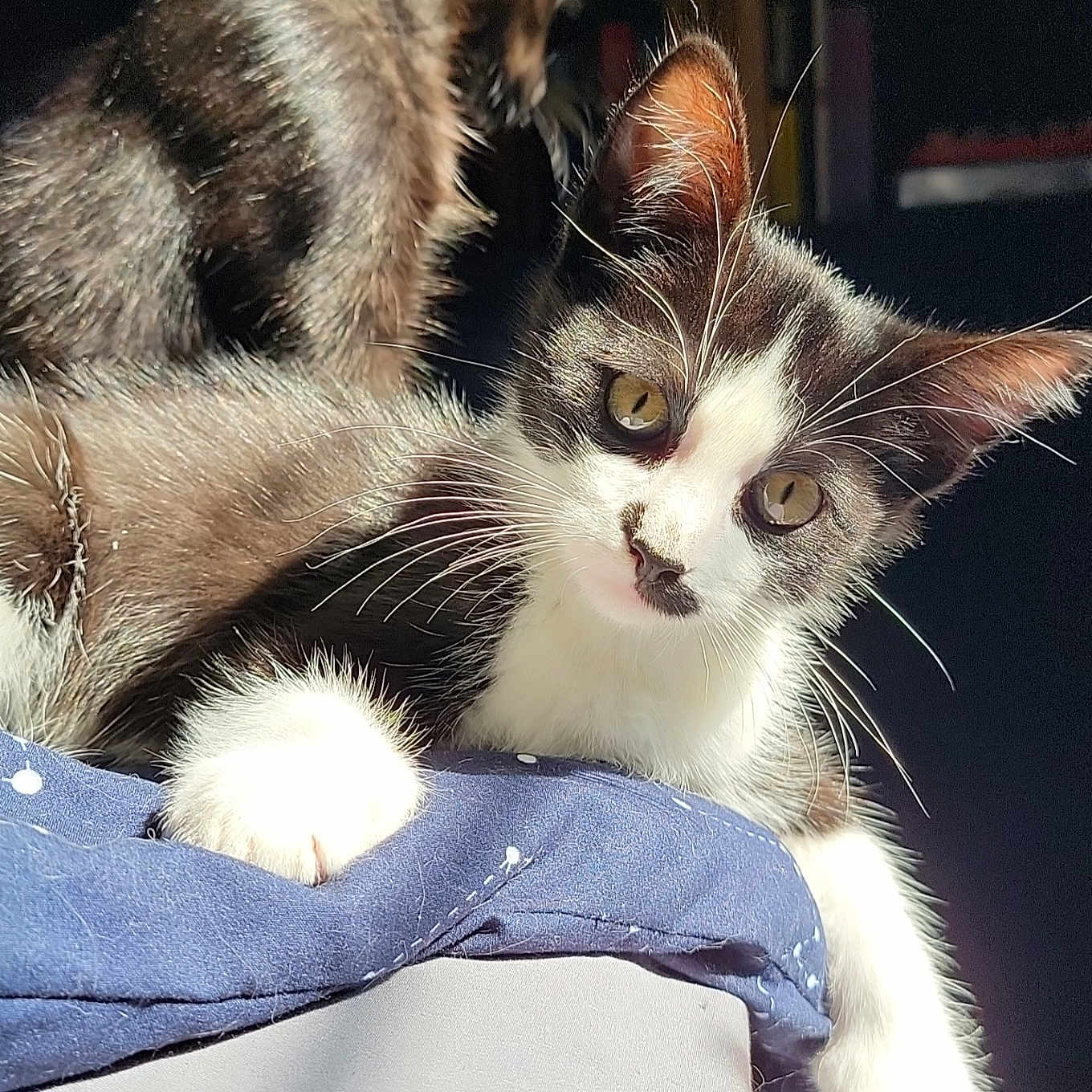 Dio Brando is registered to the contest to win money with this photo: abyssinian, angora, animal, blanket, cat, kitten, manx, pet, siamese