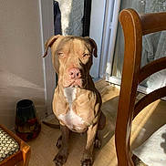 Kronos participe au concours pour gagner de l'argent avec cette photo : animal, calm, dog, door, expression, floor, furniture, household, indoor, pet, quiet, room, shadow, sitting, sunlight, tan_dog, vase, white_chest, window, wooden_chair
