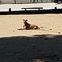 Kronos participe au concours pour gagner de l'argent avec cette photo : dog, harness, sand, shadow, tree, bench, car, park, sunlight, outdoor, animal, pet, resting, leash, daytime, quiet, relaxed, nature, ground, urban