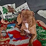 dog, brown_dog, blanket, christmas, holiday, pillow, couch, indoor, pet, canine, decor, festive, relaxed, fur, animal, resting, living_room, cozy, home, christmas_decor