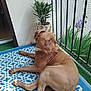 Kronos a rejoint le concours — aidez-le/la à gagner de superbes lots ! dog, tan_dog, pet, animal, balcony, rug, blue_rug, patterned_rug, plant, flower, purple_flower, greenery, fence, outdoor, sunlight, relaxed, curious, paw, ear, snout