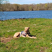 Kronos participe au concours pour gagner de l'argent avec cette photo : dog, grass, flowers, lake, water, trees, sky, sunlight, harness, outdoor, nature, relaxing, spring, daytime, animal, canine, resting, greenery, scenic, peaceful
