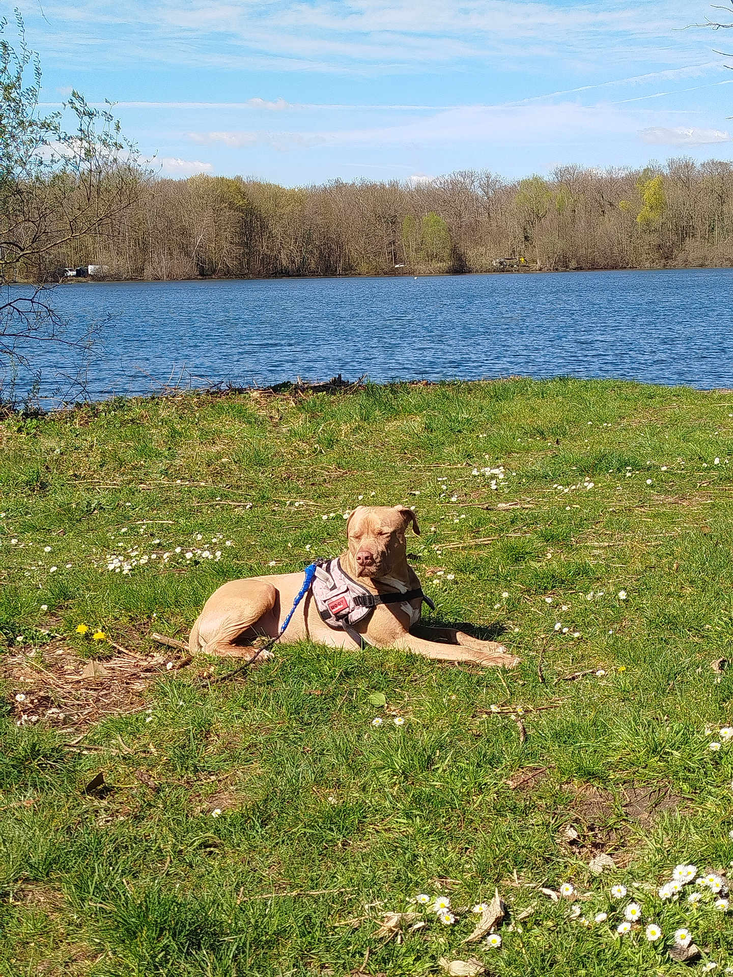 Kronos participe au concours pour gagner de l'argent avec cette photo : dog, grass, flowers, lake, water, trees, sky, sunlight, harness, outdoor, nature, relaxing, spring, daytime, animal, canine, resting, greenery, scenic, peaceful