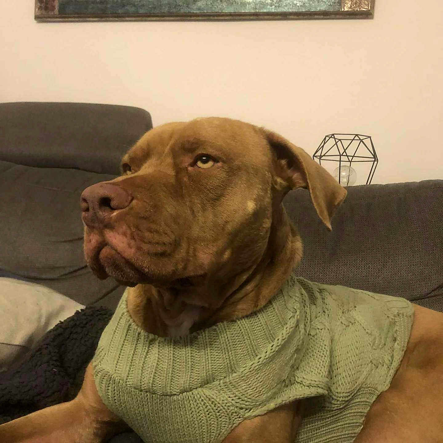 Kronos a rejoint le concours — aidez-le/la à gagner de superbes lots ! animal, brown_dog, calm, canine, couch, cozy, dog, domestic_animal, furniture, home_decor, indoor, knitwear, lamp, living_room, mirror, pet, portrait, relaxed, resting, sweater