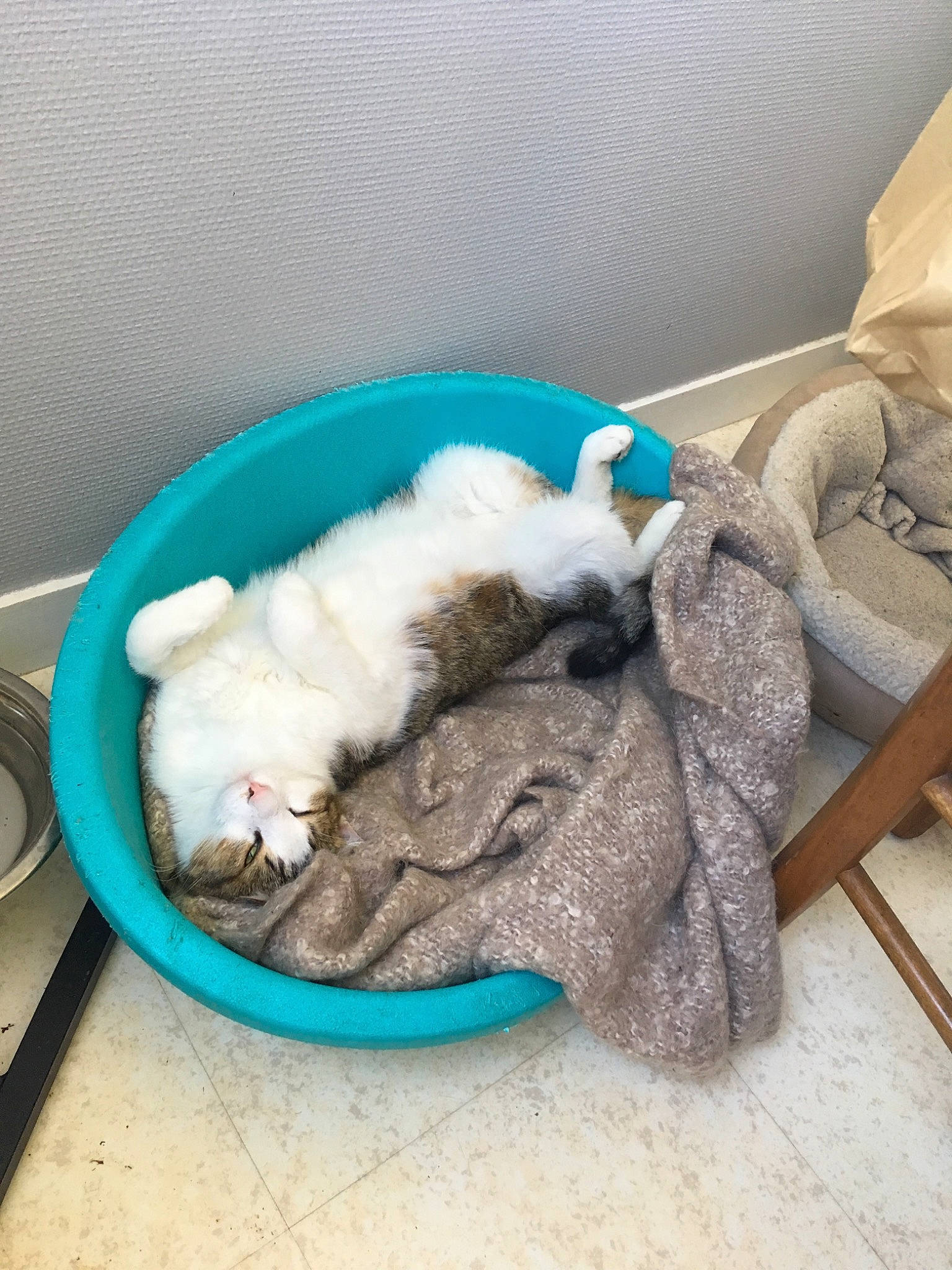 Sanka participe au concours pour gagner de l'argent avec cette photo : carnivore, cat, cat_supply, felidae, kitten, puppy, small_to_medium_sized_cats