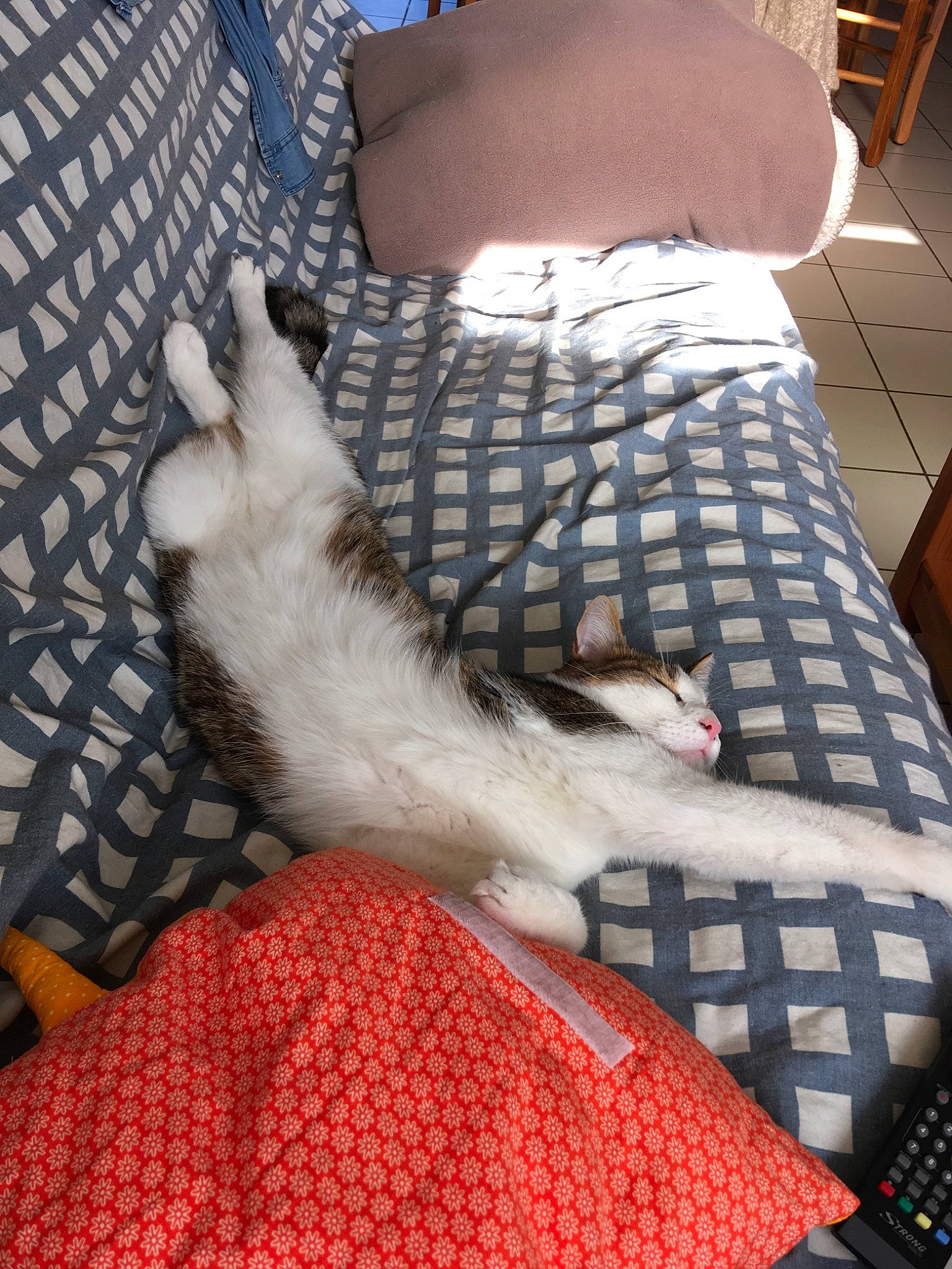 Sanka participe au concours pour gagner de l'argent avec cette photo : carnivore, cat, egyptian_mau, felidae, kitten, small_to_medium_sized_cats, tail, whiskers