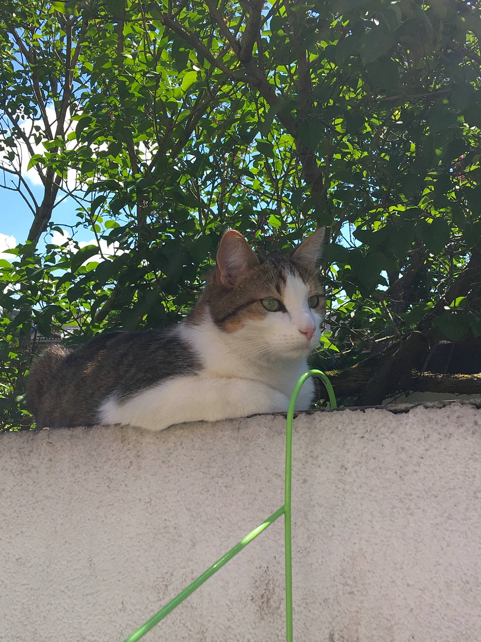 Sanka participe au concours pour gagner de l'argent avec cette photo : aegean_cat, branch, carnivore, cat, domestic_short_haired_cat, european_shorthair, eye, felidae, grass, green, leaf, mammal, organism, small_to_medium_sized_cats, snapshot, snout, sunlight, tail, tree, whiskers