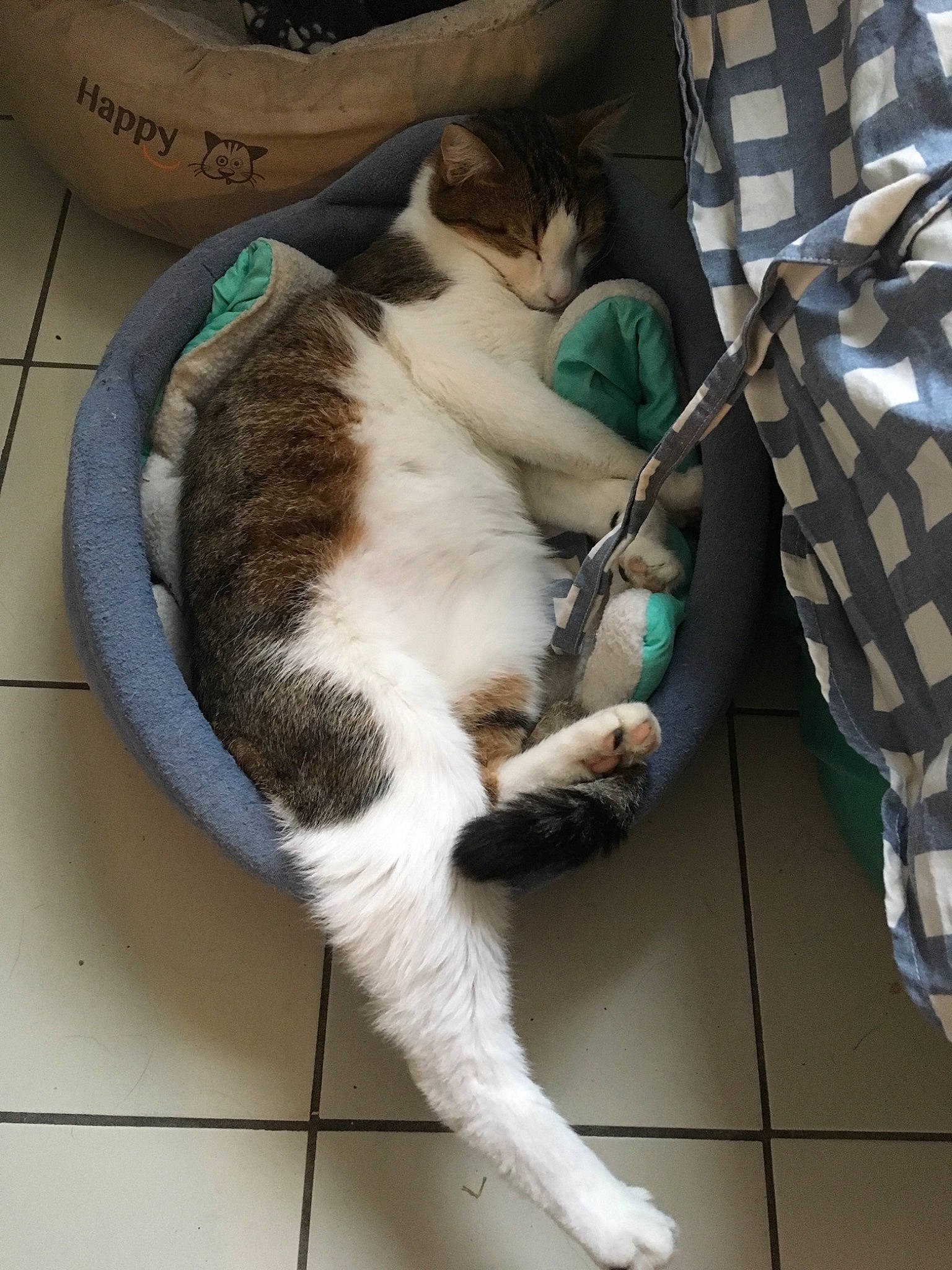 Sanka participe au concours pour gagner de l'argent avec cette photo : aegean_cat, carnivore, cat, domestic_short_haired_cat, european_shorthair, felidae, fur, paw, polydactyl_cat, small_to_medium_sized_cats, tail, whiskers