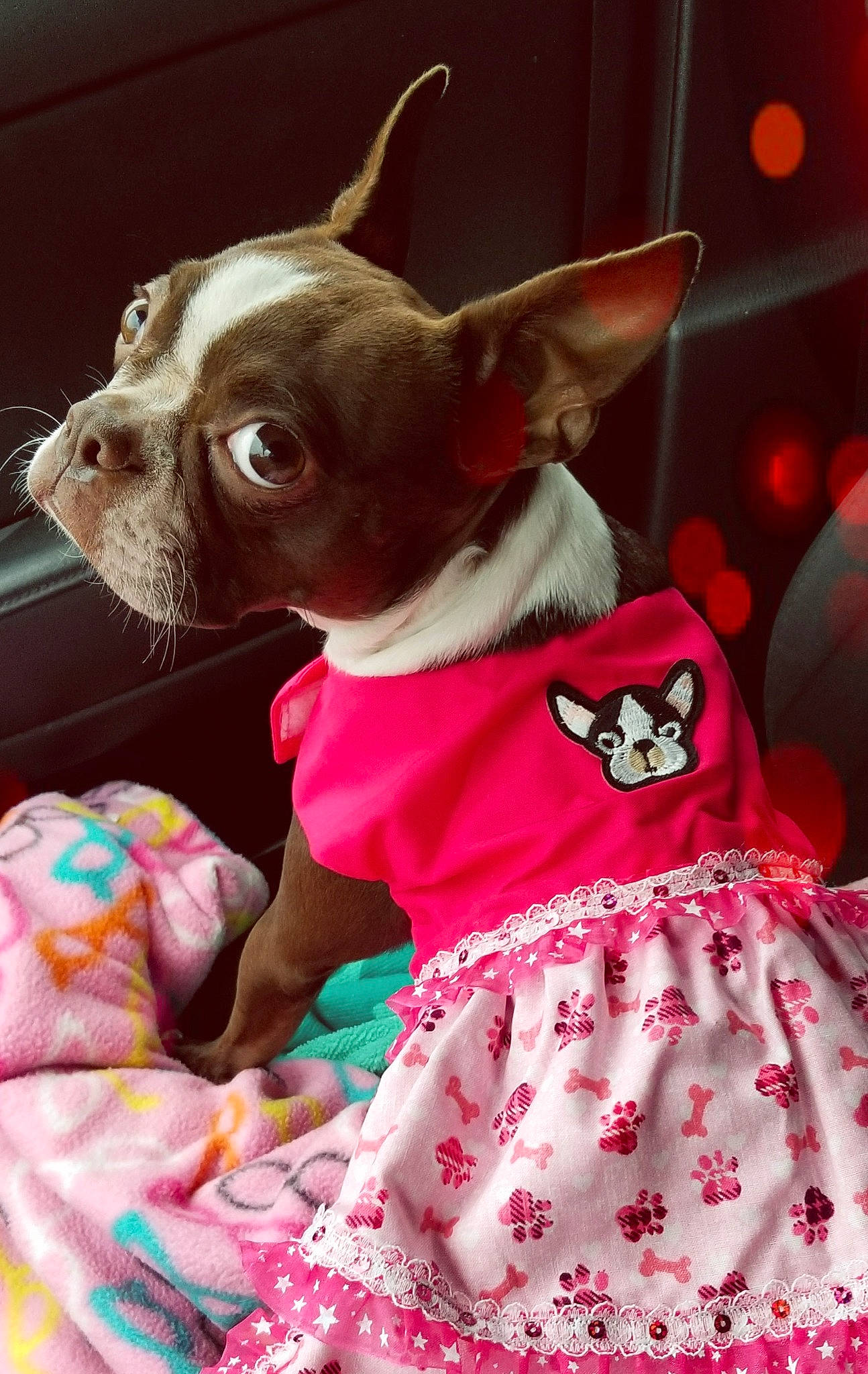 Sophia Rankin joined the competition — help win amazing prizes! baby_toddler_clothing, carnivore, chihuahua, collar, companion_dog, day_dress, dog, dog_breed, dog_supply, ear, fawn, magenta, one_piece_garment, pink, red, sleeve, snout, toy_dog, whiskers, working_animal