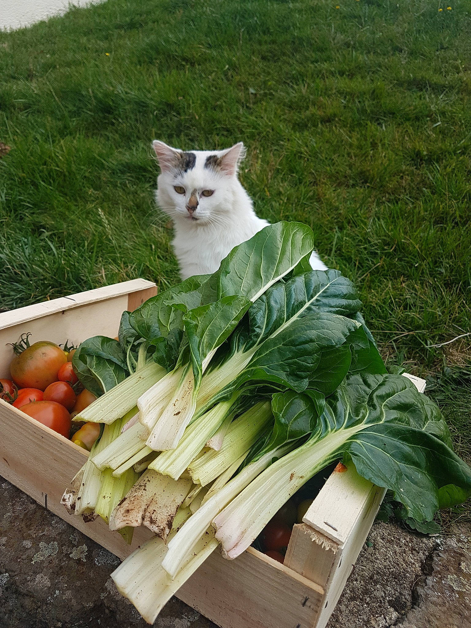 Lamy participe au concours pour gagner de l'argent avec cette photo : cat, cat_like_mammal, grass, herb, leaf_vegetable, person, plant, produce, small_to_medium_sized_cats, vegetable, whiskers