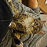 animal, blanket, cat, cozy, curious_eyes, cute, domestic_animal, feline, fur, gray_blanket, household_items, indoor, paw, pet, pink_pads, relaxing, stretching, tabby, tabby_cat, wooden_floor