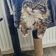 Artiste participe au concours pour gagner de l'argent avec cette photo : animal, cat, cat_tree, claw_post, cozy, curious, cute, floor, fluffy, fur, furniture, houseplant, indoor, kitten, paw, pet, playful, tabby, toy_mouse, whiskers