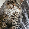 Artiste a rejoint le concours — aidez-le/la à gagner de superbes lots ! animal, blanket, cat, cozy, curious, cute, feline, fluffy, fur, green_eyes, home, indoor, kitten, paw, pet, portrait, relaxed, sitting, tabby, whiskers