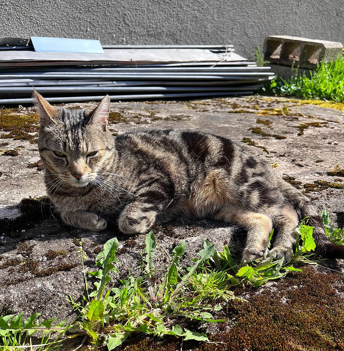 Tigrou a rejoint le concours — aidez-le/la à gagner de superbes lots ! carnivore, cat, claw, domestic_short_haired_cat, felidae, fur, grass, groundcover, plant, rock, sitting, small_to_medium_sized_cats, snout, soil, tail, terrestrial_animal, whiskers, wildlife, wood