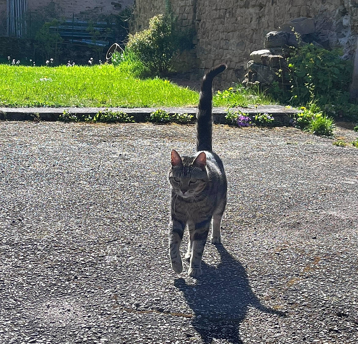 Tigrou a rejoint le concours — aidez-le/la à gagner de superbes lots ! asphalt, carnivore, cat, dog_breed, domestic_short_haired_cat, felidae, grass, plant, road_surface, shadow, sidewalk, small_to_medium_sized_cats, snout, soil, sporting_group, tail, terrestrial_animal, tints_and_shades, tree, whiskers