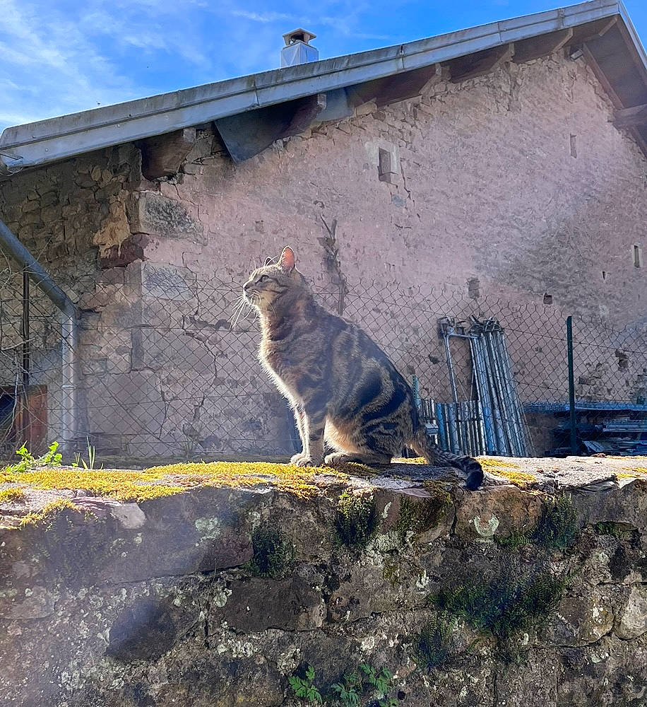Tigrou participe au concours pour gagner de l'argent avec cette photo : art, building, carnivore, cat, door, facade, felidae, grass, house, plant, roof, shade, sky, small_to_medium_sized_cats, snout, tail, tints_and_shades, whiskers, window, wood