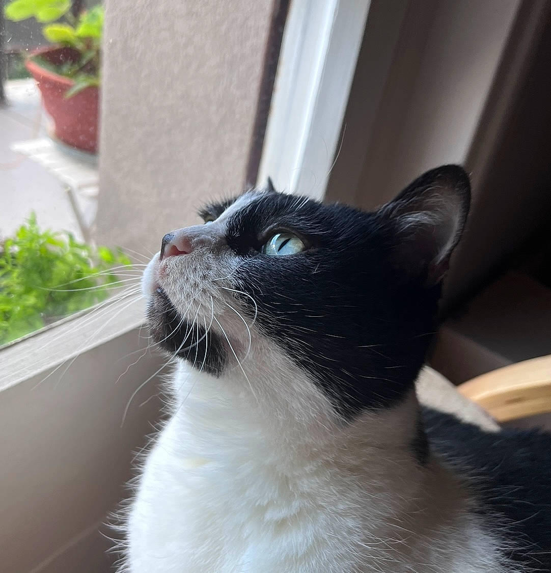 Clochette participe au concours pour gagner de l'argent avec cette photo : carnivore, cat, domestic_short_haired_cat, eye, felidae, flowerpot, fur, grass, houseplant, mammal, monochrome_photography, plant, sitting, small_to_medium_sized_cats, snout, tail, terrestrial_animal, whiskers, window