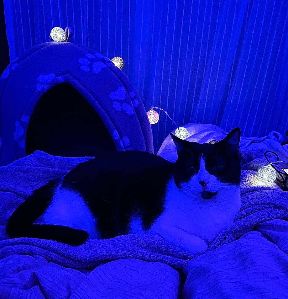 Clochette a rejoint le concours — aidez-le/la à gagner de superbes lots ! azure, blue, carnivore, cat, cat_supply, comfort, curtain, darkness, electric_blue, event, felidae, fur, magenta, night, plant, purple, small_to_medium_sized_cats, tail, violet, whiskers