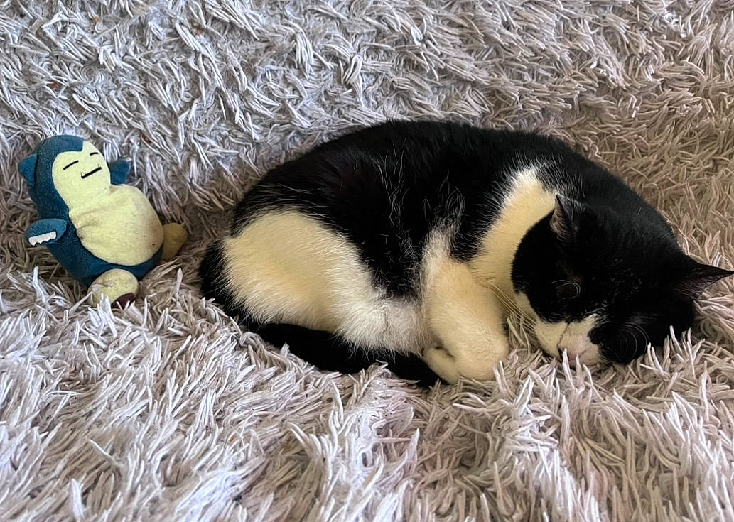 Clochette participe au concours pour gagner de l'argent avec cette photo : canidae, comfort, dog_breed, fur, grass, hay, natural_material, paw, straw, tail, terrestrial_animal, toy