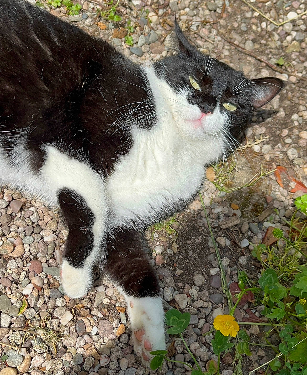 Fripouille participe au concours pour gagner de l'argent avec cette photo : carnivore, cat, domestic_short_haired_cat, felidae, fur, grass, herbaceous_plant, paw, plant, small_to_medium_sized_cats, snout, soil, tail, terrestrial_animal, tree, walking, whiskers