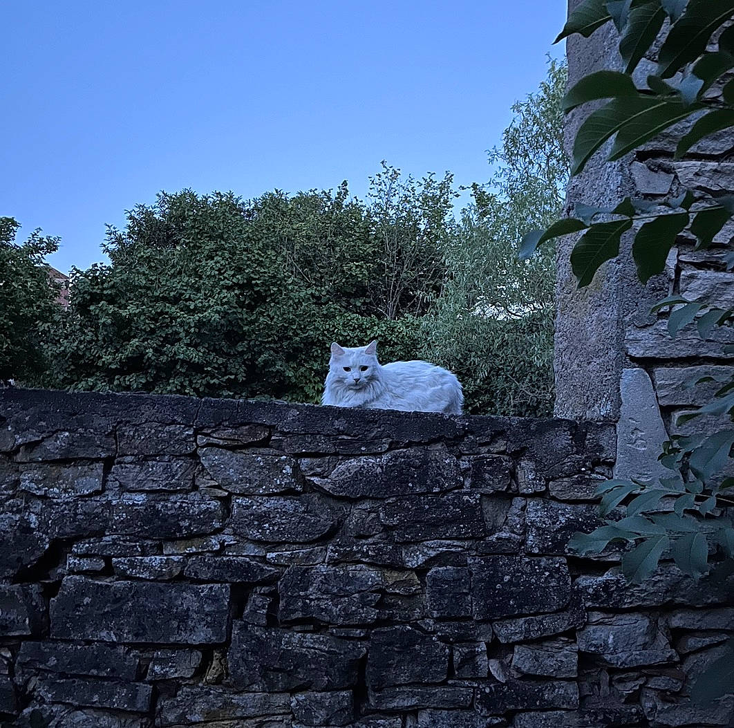 Snow White participe au concours pour gagner de l'argent avec cette photo : brick, brickwork, carnivore, cat, cobblestone, felidae, flooring, grass, landscape, road_surface, rock, roof, shadow, shrub, sky, small_to_medium_sized_cats, stone_wall, tail, tree, wood