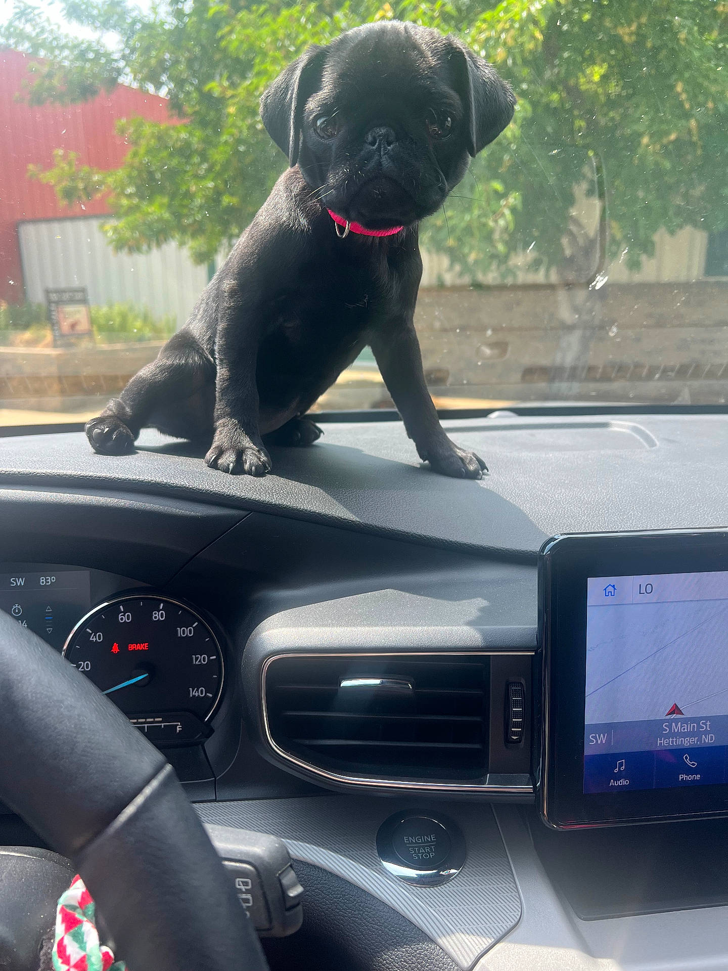 Paisley joined the competition — help win amazing prizes! animal, black_dog, building, car_interior, collar, cute, dashboard, dog, outdoor_view, pet, pet_accessory, pug, puppy, speedometer, steering_wheel, sunlight, tree, vehicle, window, young_dog