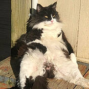 Luna is registered to the contest to win money with this photo: cat, feline, black_and_white, fluffy, long_hair, fur, sitting, sunlight, porch, wooden_planks, relaxed, belly, paws, whiskers, yellow_eyes, closeup, portrait, outdoor, shadow, pet