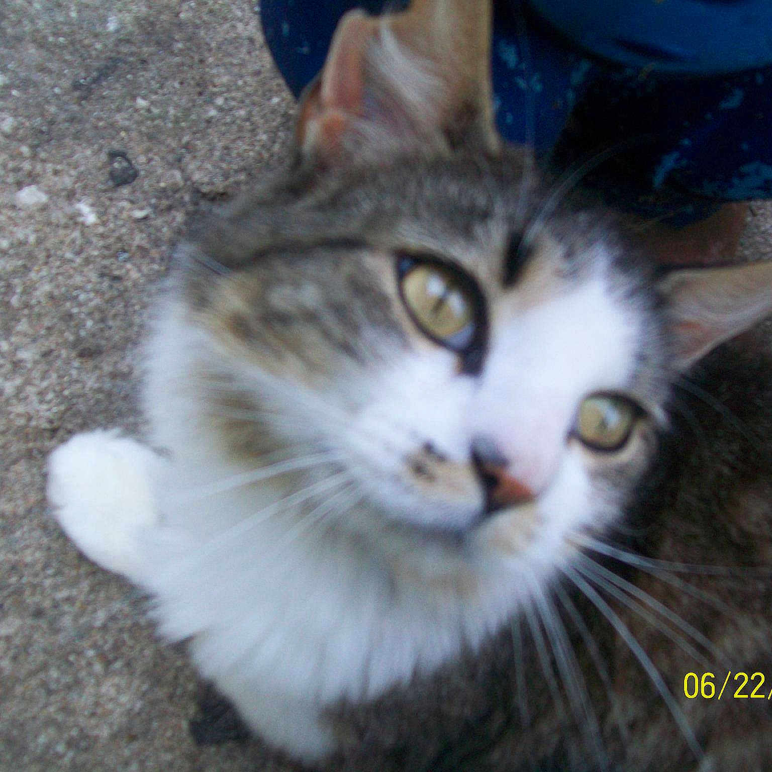 Ringo is registered to the contest to win money with this photo: