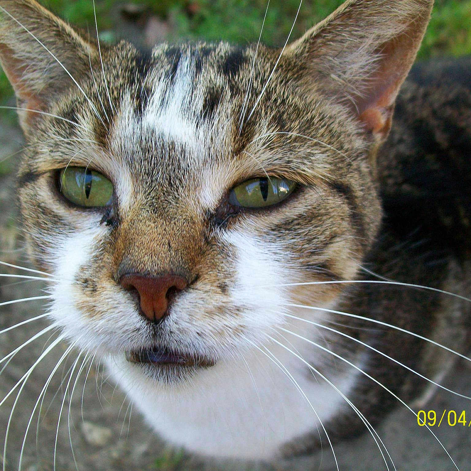 Cleo