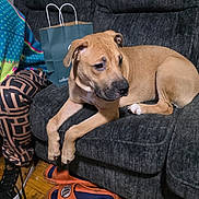 Freya is registered to the contest to win money with this photo: dog, couch, indoor, person, pants, sweater, slippers, wood_floor, shopping_bag, pet, relaxing, brown_dog, furniture, seated, casual, comfort, living_room, animal, domestic, resting
