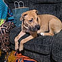 dog, couch, indoor, person, pants, sweater, slippers, wood_floor, shopping_bag, pet, relaxing, brown_dog, furniture, seated, casual, comfort, living_room, animal, domestic, resting