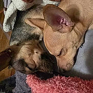 Tucker joined the competition — help win amazing prizes! animal, blanket, closeup, companion, cozy, cute, dog, domestic, ears, fur, indoor, napping, pet, relaxed, resting, sleeping, snuggle, soft, two_dogs, warm