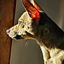 Tucker is registered to the contest to win money with this photo: animal, brown, calm, canine, close_up, dog, domestic, ears, fur, indoor, looking_out, muzzle, nature, pet, portrait, shadow, side_profile, sunlight, whiskers, window