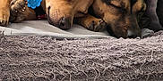 Tucker is registered to the contest to win money with this photo: animal, blanket, brown_dog, collar, companion, couch, cozy, dog, domestic, ears, fur, indoor, paw, pet, relaxation, resting, sleeping, snuggle, tan_dog, two_dogs