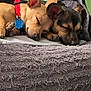 animal, blanket, brown_dog, collar, companion, couch, cozy, dog, domestic, ears, fur, indoor, paw, pet, relaxation, resting, sleeping, snuggle, tan_dog, two_dogs