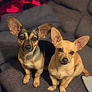 Browser is registered to the contest to win money with this photo: alert, animal, black_and_tan_dog, brown_dog, companion, couch, cozy, cute, cute_pets, dog, domestic_animal, ears, friendly, fur, home, indoor, looking_at_camera, pet, sitting, small_dog