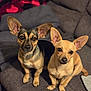alert, animal, black_and_tan_dog, brown_dog, companion, couch, cozy, cute, cute_pets, dog, domestic_animal, ears, friendly, fur, home, indoor, looking_at_camera, pet, sitting, small_dog