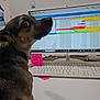 Browser is registered to the contest to win money with this photo: animal, brown_dog, closeup, computer, curious, desk, dog, indoor, keyboard, monitor, mouse, office, paper_clips, pet, schedule_dashboard, screen, sticky_notes, technology, water_bottle, workstation