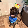 dog, birthday, bandana, crown, indoor, flooring, rug, smiling, happy, pet, canine, brindle, tongue_out, seated, plant, furniture, chair, door, home, celebration
