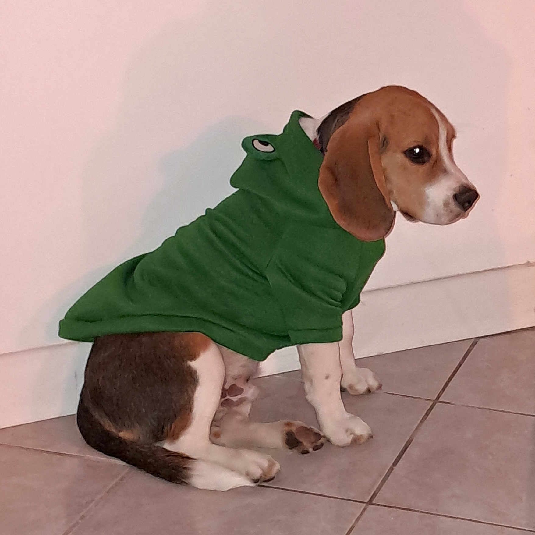 Shifu participe au concours pour gagner de l'argent avec cette photo : animal, beagle, brown_white_fur, calm, companion, cute, dog, domestic_animal, floor, green_hoodie, household, indoor, pet, pet_clothing, puppy, side_view, sitting, tile_floor, wall, young_dog