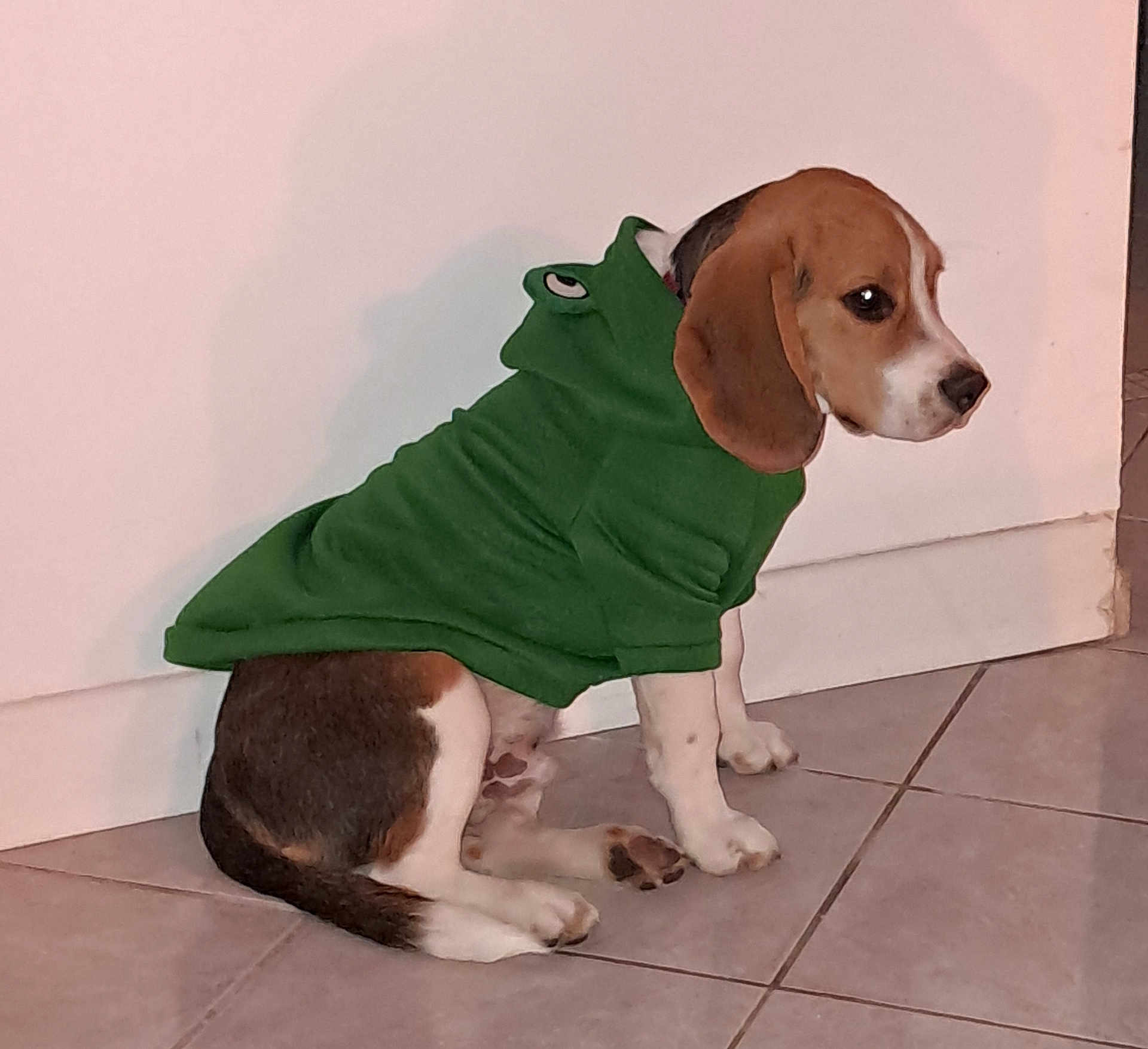 Shifu participe au concours pour gagner de l'argent avec cette photo : animal, beagle, brown_white_fur, calm, companion, cute, dog, domestic_animal, floor, green_hoodie, household, indoor, pet, pet_clothing, puppy, side_view, sitting, tile_floor, wall, young_dog