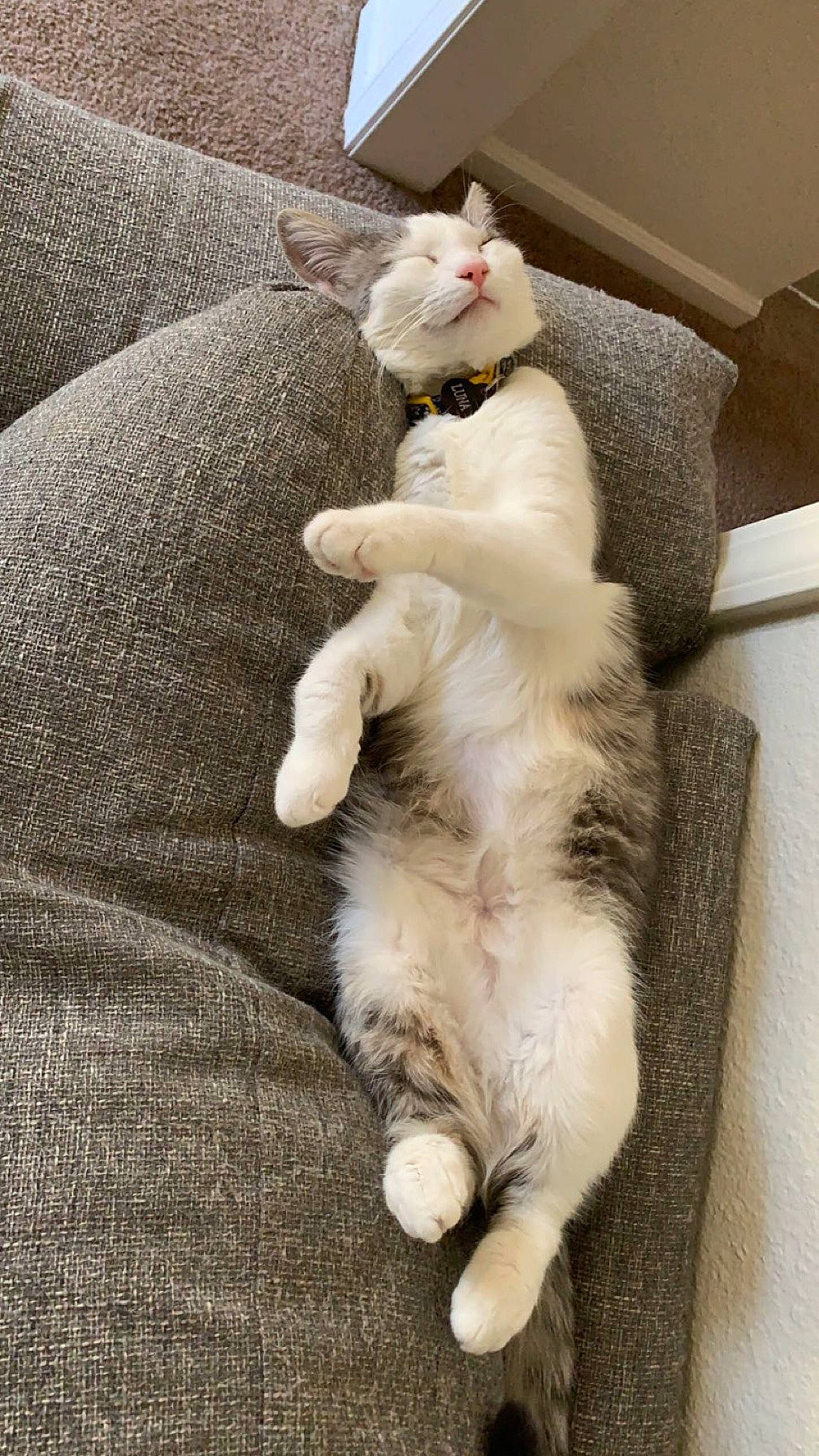 Luna joined the competition — help win amazing prizes! carnivore, cat, claw, comfort, companion_dog, dog_breed, domestic_short_haired_cat, fawn, felidae, foot, fur, nap, paw, sitting, sleep, small_to_medium_sized_cats, tail, terrestrial_animal, toy, whiskers